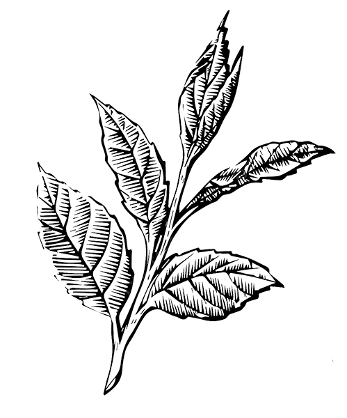 Millat Chai Leaf