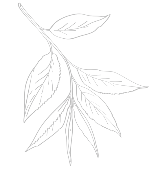 Millat Chai Leaves